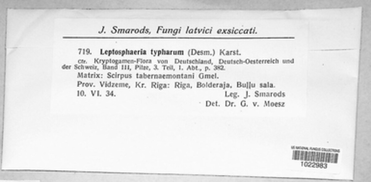 Leptosphaeria typharum image